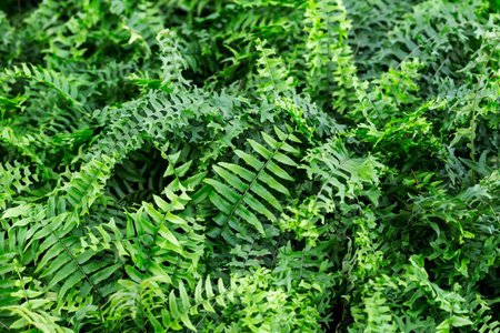 green leaf background