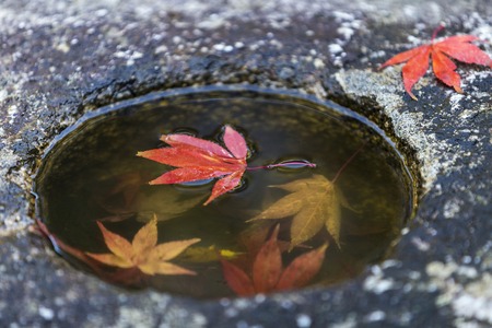 Japanese Maple leafs in the rock hole with water and reflection on the water in Autumn, Kyoto, Japanの写真素材