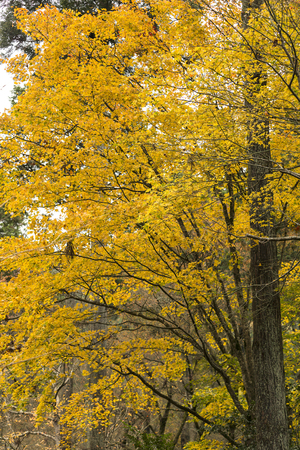 Japanese Maple leaves in Autumn, Japanの写真素材