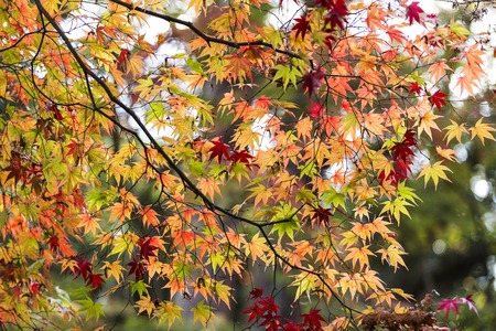 Japanese Maple leaves in autumn, Japanの写真素材
