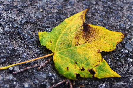 A colorful leaf is laying on the ground