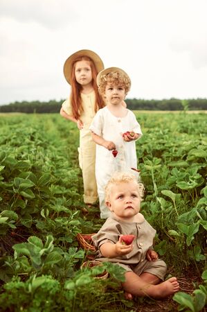 Three young caucasian children dressed in linen harvest strawberries in the field and have funの写真素材