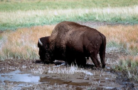 Bison, Wyomingの写真素材