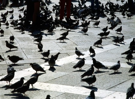 Pigeons on piazza San Marcoの写真素材
