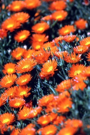 Orange daisiesの写真素材