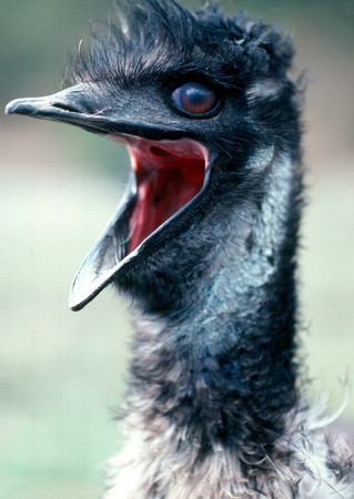 Emu, Australiaの写真素材