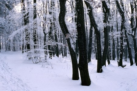 Forest in winterの写真素材