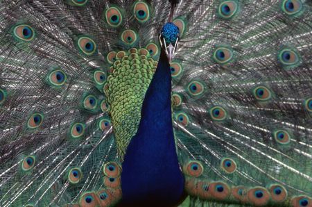 Peacockの写真素材