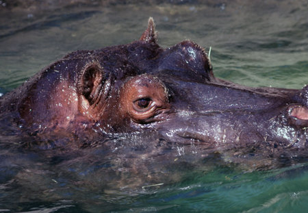 Hippopotamus