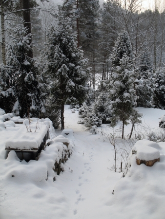 Forest in winterのeditorial素材
