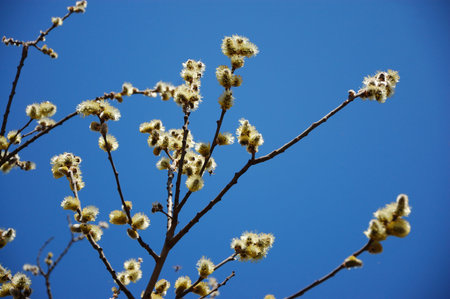 Blooming Tree on Spring with Pussy Willows and Honey Bee