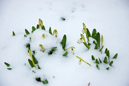 Spring in garden with flowersの写真素材