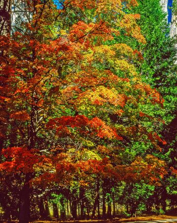 Autumn in Yosemite National Park, Californiaの写真素材