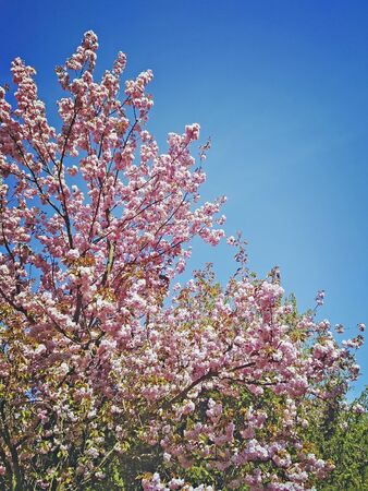 Blooming trees in gardenの写真素材