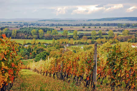 Landscape with vineyards in Hungaryの写真素材