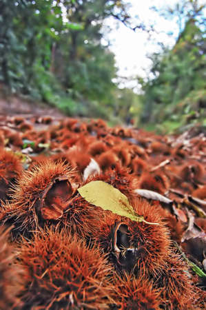Chestnuts on the forest roadの写真素材