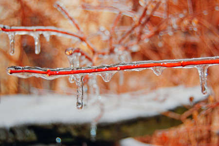 Icicles in gardenの写真素材