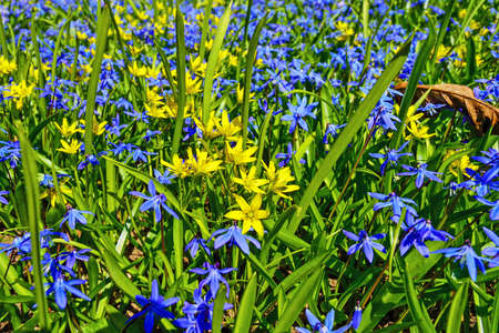 Flowers in Garden at Springの写真素材