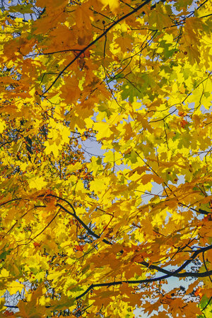 Autumn Leaves in the Park