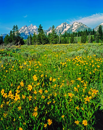 Flower field in Grand Teton, Wyomingの写真素材