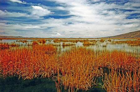 Totora Reeds on Lake Titicaca, Peruの写真素材