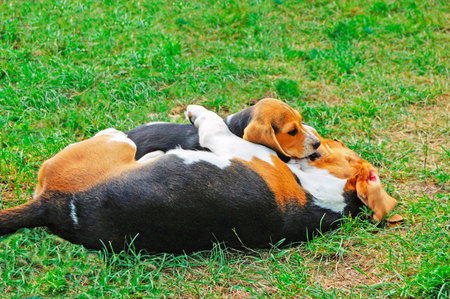 Beagle puppy restingの写真素材