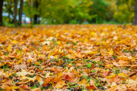 A canvas of yellow and orange maple leaves that have fallen from a tree on an autumn day.Soft focus...