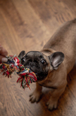 French bulldog puppy playing with pet toyの写真素材