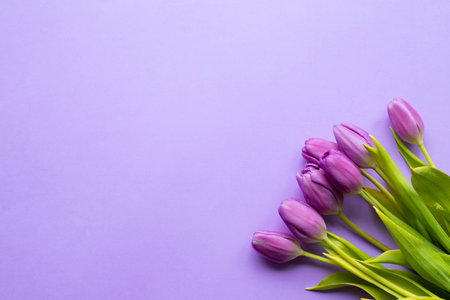 Spring fresh tulips on violet background for mothers day, valentine greetingcardの写真素材