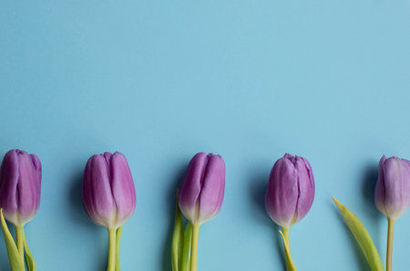 Spring fresh tulips on blue background for mothers day, valentine greetingcardの写真素材