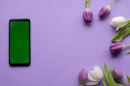 Mobile phone with chroma key and Spring tulip on violet background .の写真素材