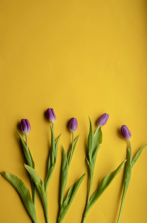 Spring fresh tulips on yellow background for mothers day, valentine greetingcardの写真素材