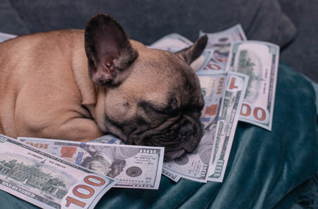 French bulldog puppy sweet sleeping amoung a lot of cash dollarsの写真素材