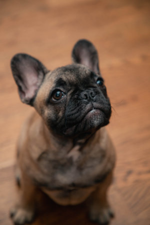 French bulldog puppy look sadly to the camera.の写真素材