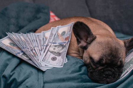 French bulldog puppy sweet sleeping amoung a lot of cash dollarsの写真素材