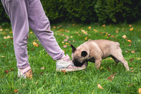 French bulldog puppy has fun playing on the playground and grabs the girl by the bootsの写真素材