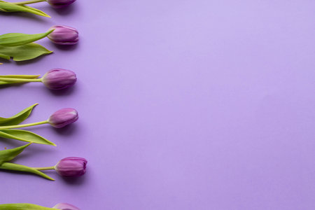 Spring fresh tulips on violet background for mothers day, valentine greetingcardの写真素材