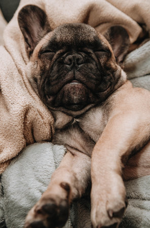 Cute sleeping French bulldog puppy portraitの写真素材