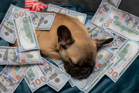 French bulldog puppy sweet sleeping amoung a lot of cash dollarsの写真素材