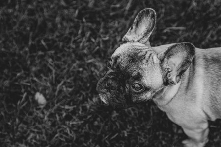 French bulldog puppy portrait on the grass palyground.の写真素材