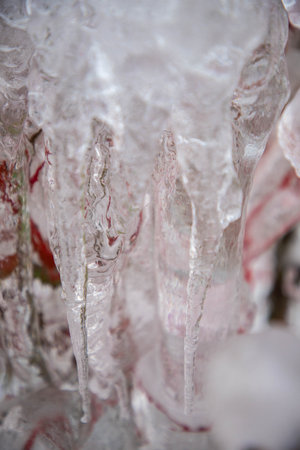 Beautiful big icicles on aronia bushes