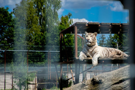 White tiger is sitting on the ground behind a cage.の写真素材
