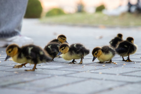 Adorable fluffy ducklings walking on a paved path outdoorsの写真素材