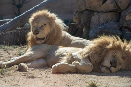 Two majestic lions resting peacefully on sandy ground, surrounded by natural rocks and greenery, showcasing their powerful presence and serene demeanor in a wildlife habitatの写真素材