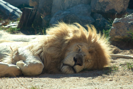 Majestic lion resting peacefully on sandy ground, surrounded by natural rocks and greenery, showcasing the beauty of wildlife in a serene environmentの写真素材