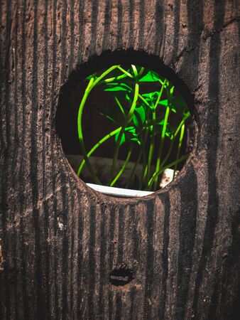 green bushes with leaves inside a wooden box that is a birdhouse with a wall in the backgroundの写真素材