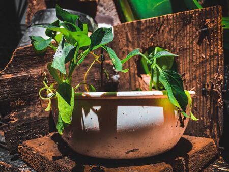 plant with green leaves in a white pot with wooden background and hard lightの写真素材