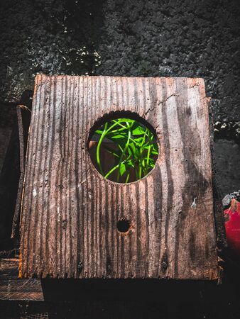 green bushes with leaves inside a wooden box that is a birdhouse with a wall in the background grayの写真素材