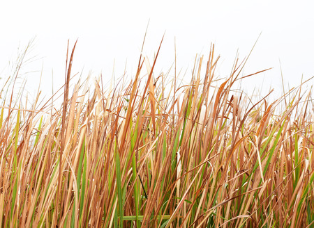 Dry grass on white backgroundの写真素材