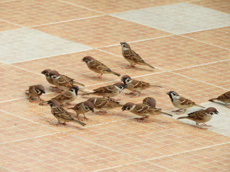 sparrow birds very beautifulの写真素材